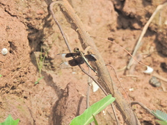 Neurothemis tullia