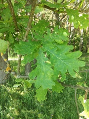 Quercus robur