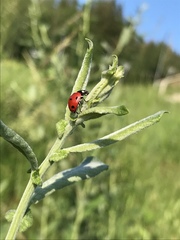Coccinella septempunctata