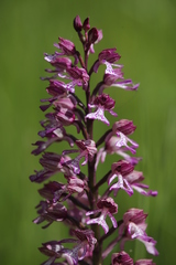 Orchis × hybrida