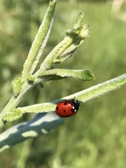Coccinella septempunctata