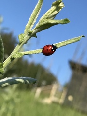 Coccinella septempunctata