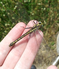 Gomphurus