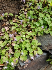 Campanula poscharskyana