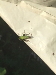 Oedemera nobilis