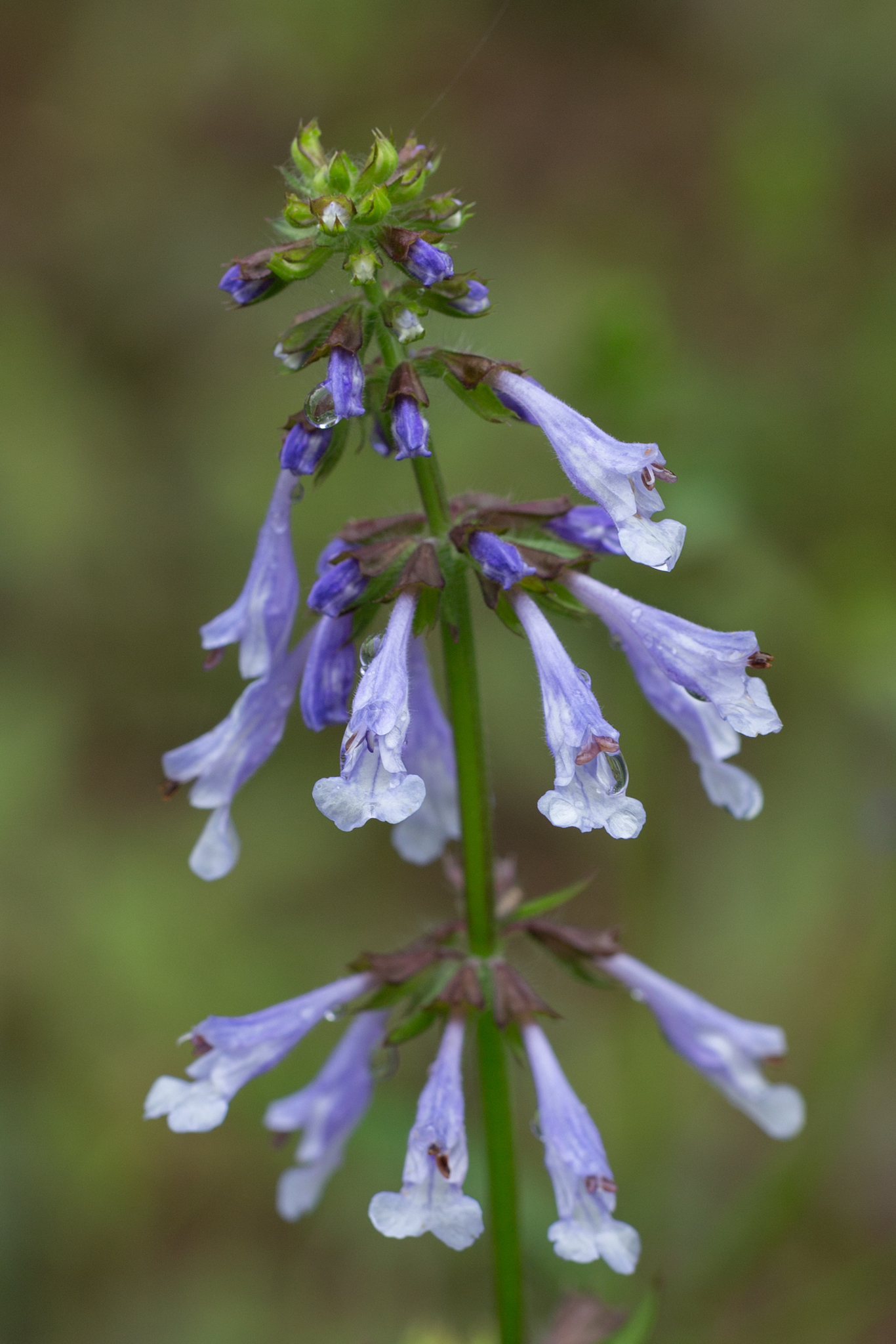 Salvia lyrata