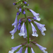 Salvia lyrata - Photo (c) dogtooth77,  זכויות יוצרים חלקיות (CC BY-NC-SA)