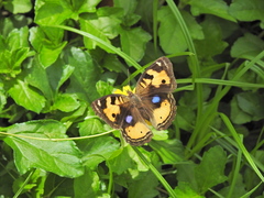 Junonia hierta