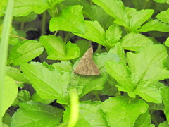 Lepidoptera