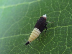 Scaphoideus incisus
