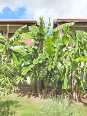 Musa × paradisiaca