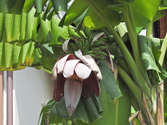 Musa × paradisiaca
