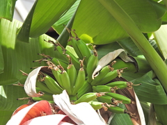 Musa × paradisiaca
