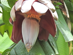 Musa × paradisiaca