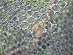 Brachythemis contaminata