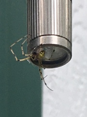 Phylloneta pictipes