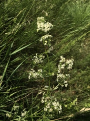 Galium mollugo