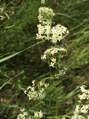 Galium mollugo