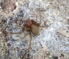 Loxosceles amazonica