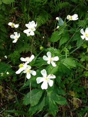 Ranunculus platanifolius