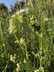 Galium mollugo