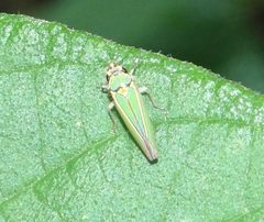 Graphocephala aurolineata