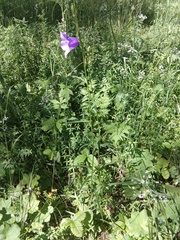 Campanula persicifolia