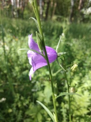 Campanula persicifolia