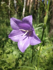 Campanula persicifolia