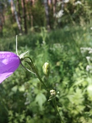 Campanula persicifolia