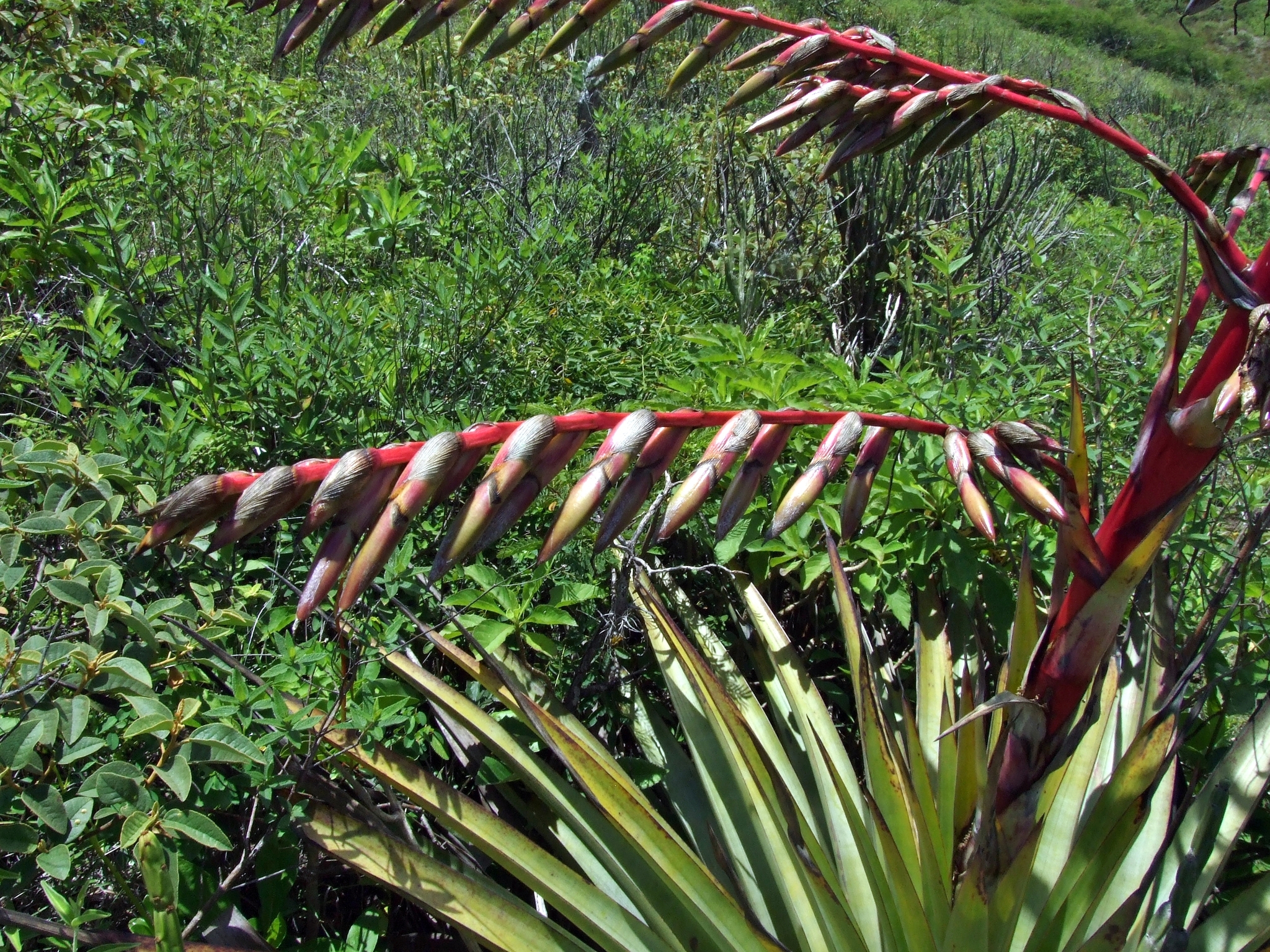 Tillandsia secunda image