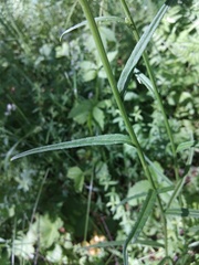 Campanula persicifolia