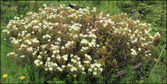 Rhododendron groenlandicum