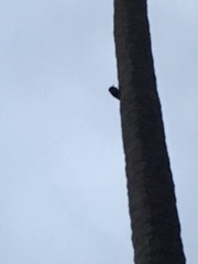 Melanerpes portoricensis