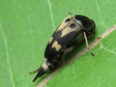 Glipa oculata