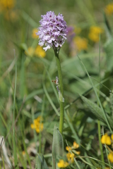 Neotinea tridentata tridentata