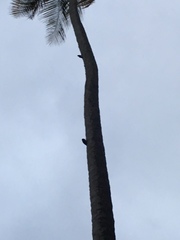 Melanerpes portoricensis