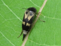 Glipa oculata