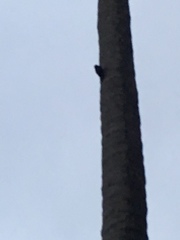 Melanerpes portoricensis