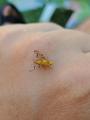 Strauzia longipennis