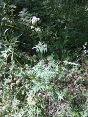 Valeriana officinalis
