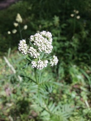 Valeriana officinalis
