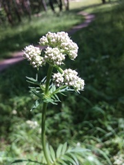 Valeriana officinalis