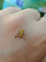 Strauzia longipennis