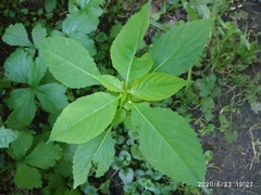 Impatiens parviflora