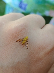 Strauzia longipennis