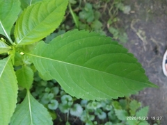Impatiens parviflora