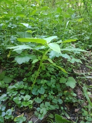 Impatiens parviflora