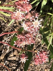 Horkelia tridentata