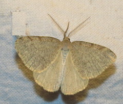 Macaria evagaria